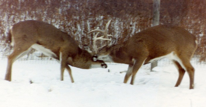 whitetail deer buck battle